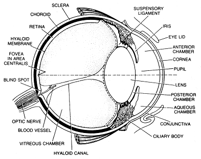 780_eye structure.png